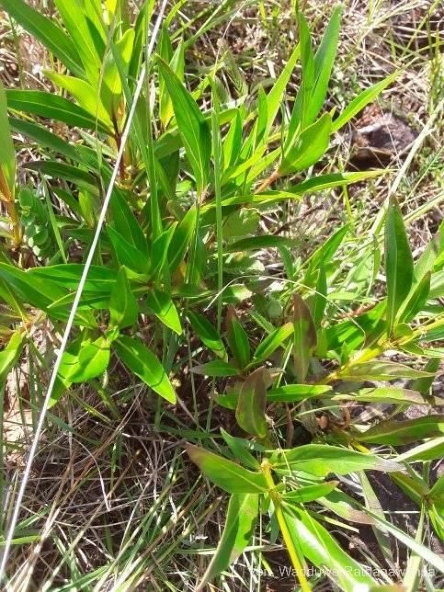 Knoxia spicata (Thwaites ex Trimen) Ridsdale
